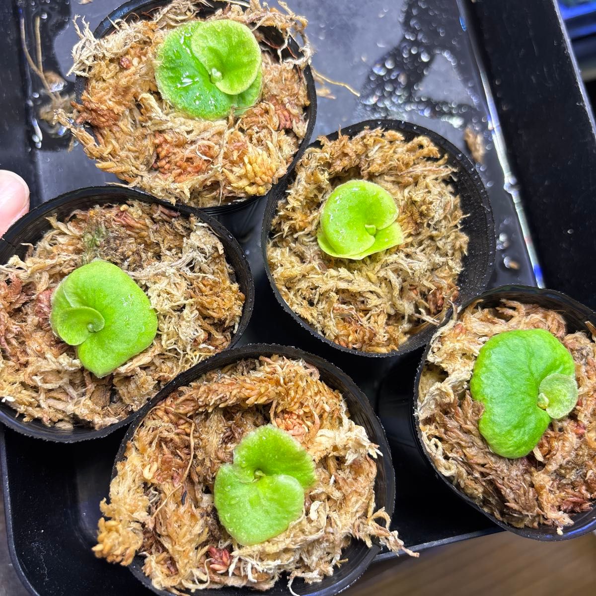 リドレイドワーフシルベリー 胞子培養 ビカクシダ | Shop at