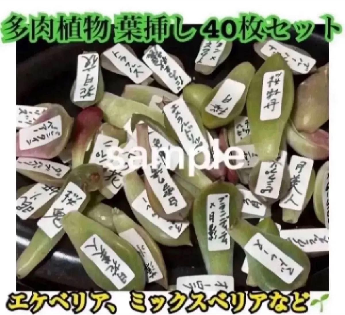 多肉植物 葉挿し40枚 名前付き エケベリア ミックスベリア 韓国苗等 