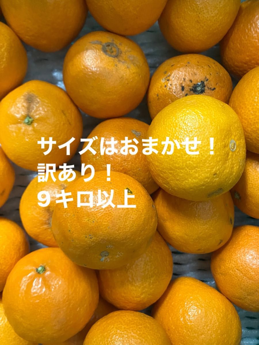 高知県産ポンカン（訳あり） | Shop at JDirectItems Fleamarket from