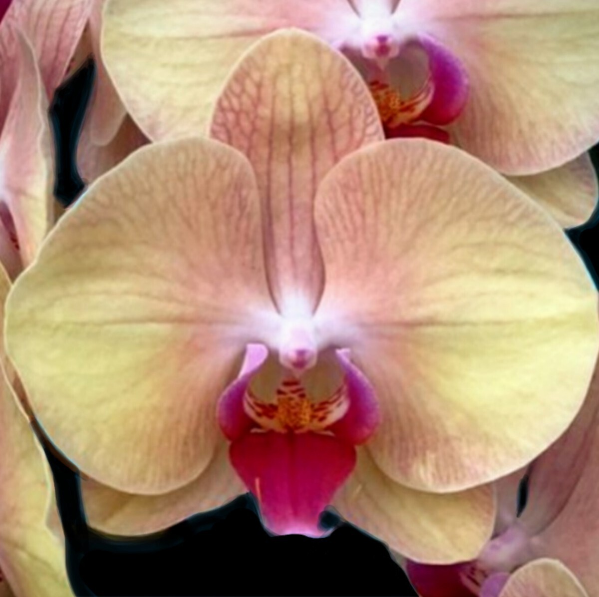 Phal Harck Sammi Gold Buyee Buyee phal-harck-sammi-gold-buyee-buyee