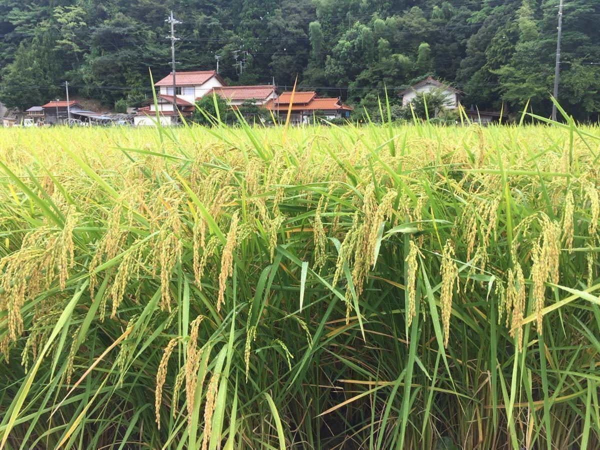 令和6年9月に刈り取りました新米☆☆いのちの壱(超大粒)☆百姓家直送の産直米 自家保有米 酵素散布 いのちの壱 玄米10キロ 精米無料 ...