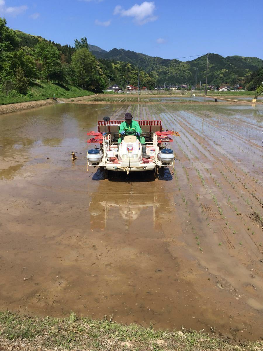 令和6年9月に刈り取りました新米☆☆いのちの壱(超大粒)☆百姓家直送の産直米 自家保有米 酵素散布 いのちの壱 玄米10キロ 精米無料 ...